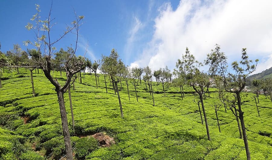 Tea plantation in Ooty, Nilgiri Hills